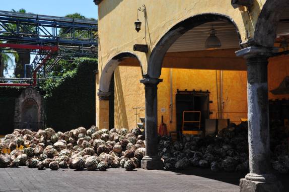 O Agave, matéria-prima para produção de tequila, durante visita à fabrica da José Cuervo, na cidade de Tequila, no México